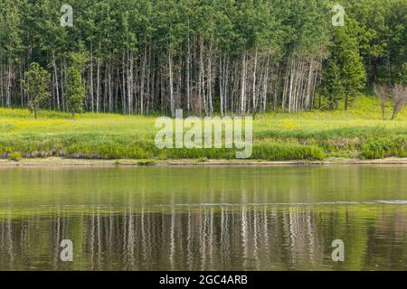 Ein malerischer Fluss an der Grenze zwischen den Vereinigten Staaten und Kanada, der Birken reflektiert. Stockfoto