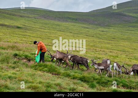 Harry vom Cairngorm Reindeer Center füttert Rentiere an den unteren Hängen von Lurcher's Crag im Glenmore Forest Park, in der Nähe von Aviemore, Schottland Stockfoto