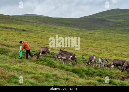 Harry vom Cairngorm Reindeer Center füttert Rentiere an den unteren Hängen von Lurcher's Crag im Glenmore Forest Park, in der Nähe von Aviemore, Schottland Stockfoto