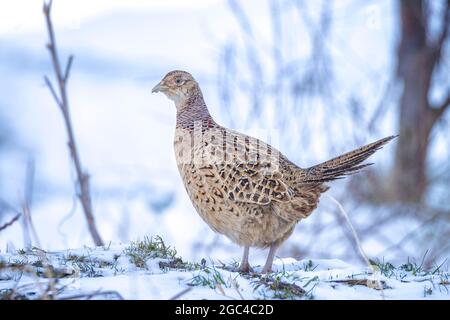 Das Weibchen Phasianus colchicus, das während der Wintersaison auf dem Waldboden im Schnee thront Stockfoto