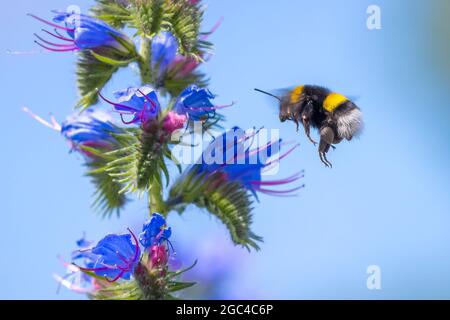 Nahaufnahme eines Bombus terrestris, die Buff-tailed Hummel oder große Erde Bumblebee, Fütterung Nektar der Blüten rosa Stockfoto