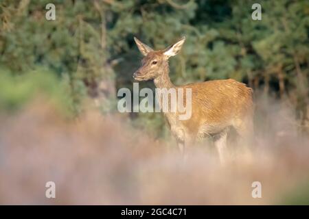 Rothirsch junger Cervus elaphus, im Herbst. Der Herbstnebel und die Naturfarben sind auf dem Hintergrund deutlich sichtbar. Stockfoto