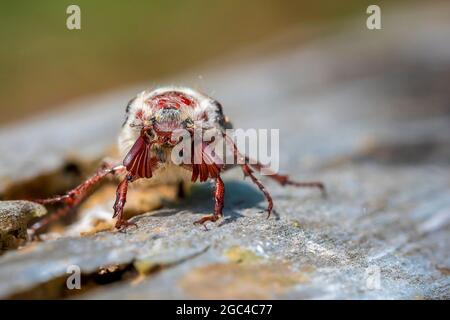 Nahaufnahme eines Waldschachackers, melolontha hippocastani, foraginging auf einem hölzernen Baumstamm Stockfoto