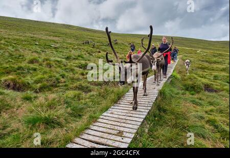 Wandern mit Rentieren an den unteren Hängen von Lurcher's Crag im Glenmore Forest Park, in der Nähe von Aviemore, Schottland Stockfoto