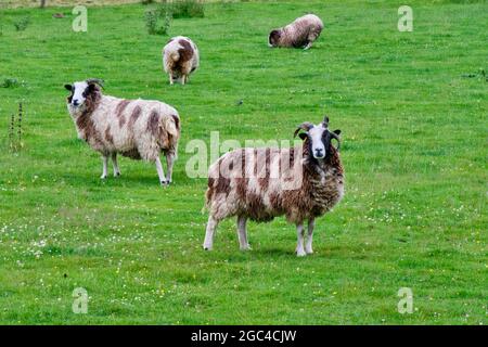 Jacob Schafe auf einem Feld in der Nähe von Cromdale, in der Nähe von Grantown-on-Spey, Speyside, Schottland Stockfoto