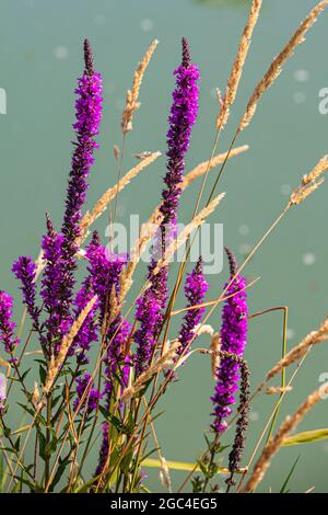 Wilde Blumen und Gras vor einem gedämpften Wasserhintergrund in Steveston British Columbia Kanada Stockfoto