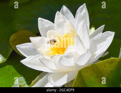 Eine Biene bestäubt eine Seerosenblume in einem Park in Deutschland. Stockfoto