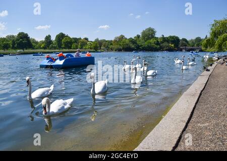 Stumm Schwäne und Tretboote in der Serpentine, Hyde Park. London, Großbritannien, 2021. Stockfoto