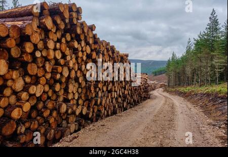 Anmeldung bei Tom an Uird Wood, Cromdale, in der Nähe von Grantown-on-Spey, Speyside, Schottland Stockfoto