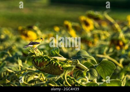 Goldfink, der sich auf einem Sonnenblumenkopf ernährt Stockfoto