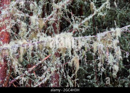 Flechten auf Ästen in Tom an Uird Wood, Cromdale, in der Nähe von Grantown-on-Spey, Speyside, Schottland Stockfoto