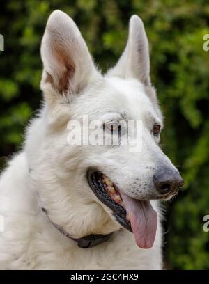 10 Jahre Alte Weibliche Weiße Schäferhund Kopf. Hundepark an der Leine in Nordkalifornien. Stockfoto