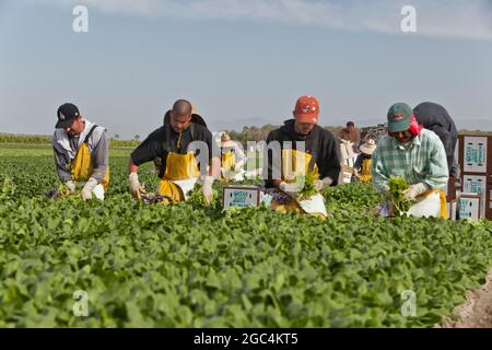 Hispanische Feldarbeiter ernten Bio-Spinat „Spinacea oleracea“. Stockfoto