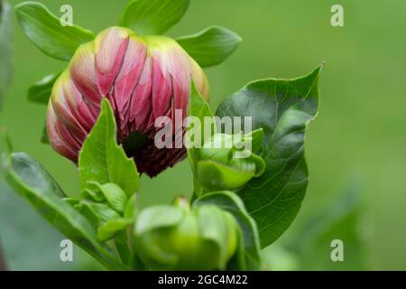 Detail der Knospe einer roten Dahlie, die im Garten blüht Stockfoto