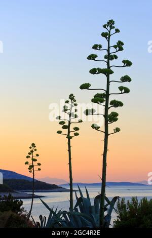 Agave americana (American Aloe) bei Sonnenaufgang in Hvar, Kroatien Stockfoto