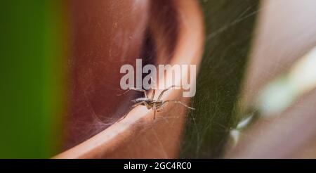 Nahaufnahme einer kleinen Spinne auf einem Netz in den Pflanzen Stockfoto