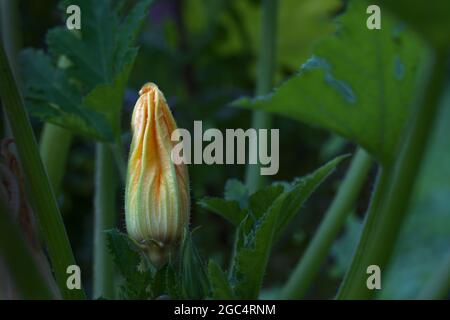 Zucchini oder Zucchini Blume auf der Pflanze in einem Gemüsefleck, Hintergrund aus dunkelgrünen Blättern, Kopierraum, ausgewählter Fokus, enge Schärfentiefe Stockfoto