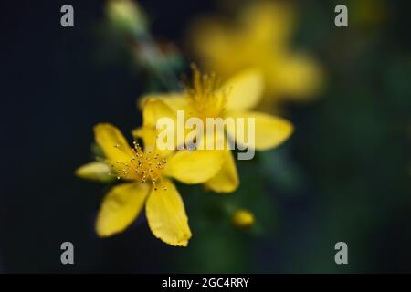 Abstrakte Makroaufnahme von Staubgefäßen in der gelben Blume von Hypericum perforatum (St. John's Wort), ein wild wachsendes Heilkraut, dunkler Hintergrund mit Kopie Stockfoto