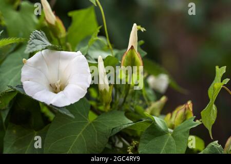 Weiße Trompetenblüte, Knospen und Blätter der Heckenbindekraut (Calystegia sepium) ein hartnäckiges mehrjähriges Unkraut, das sich um andere Pflanzen verzweit, kopieren Sie den Spac Stockfoto