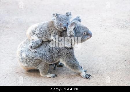 Mutter Koala geht auf dem Boden, während ihr Baby sich an ihrem Rücken festklammert Stockfoto