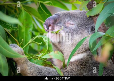 Koala, der einen glückseligen Blick hat, wenn er Eukalyptusblätter von einem Baum in Australien isst Stockfoto