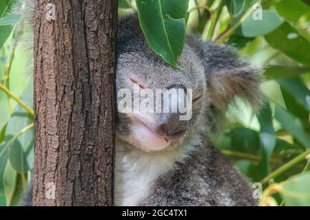 Koala lehnt sich an einen schlafenden Baum, während ein Eukalyptusblatt auf dem Kopf sitzt Koala lehnt sich an einen schlafenden Baum, während ein Eukalyptusblatt darauf sitzt Stockfoto