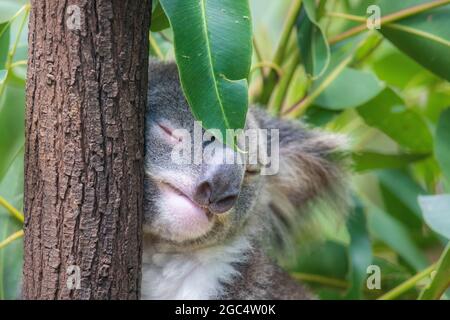 Koala lehnt sich an einen schlafenden Baum, während ein Eukalyptusblatt gegen sein Gesicht sitzt. Stockfoto