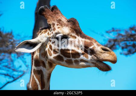 Porträt des Giraffenkopfs. Öffnen Sie den Mund. Seitenansicht. Verschwommene grüne Bäume und blauer Himmel Hintergrund. Stockfoto