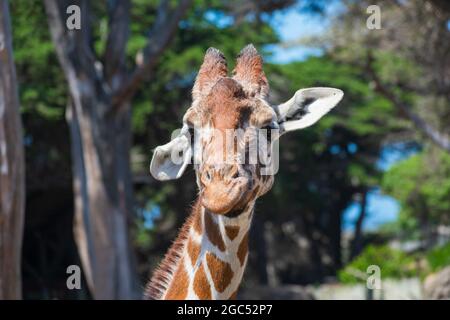 Porträt des Giraffenkopfs. Die Giraffe blickt neugierig direkt auf die Kamera, wobei die Ohren in verschiedene Richtungen zeigen. Verschwommener grüner Hintergrund Stockfoto