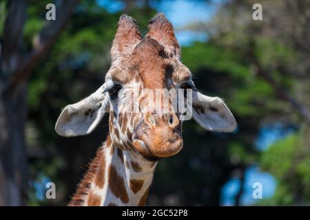 Porträt des Giraffenkopfs. Sand und enttäuschte Giraffe blicken direkt auf die Kamera mit heruntergekommenen Ohren. Verschwommener grüner Hintergrund. Stockfoto