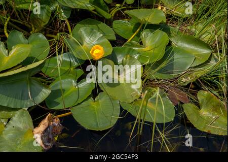 Yellow Pond Lily (Nuphar polysepala) bei Big Marsh in der Nähe von Crescent, Oregon Stockfoto
