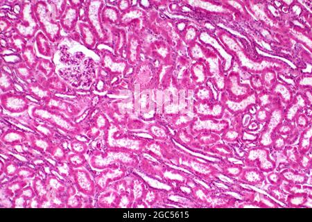 Menschliches Nierengewebe, leichte Mikrograph Stockfoto
