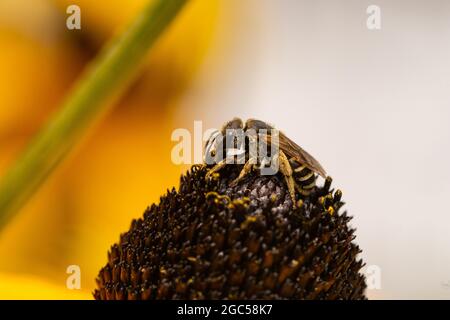 Ligated Furrow Bee auf Coneflower Stockfoto