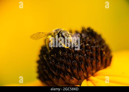 Ligated Furrow Bee auf Coneflower Stockfoto