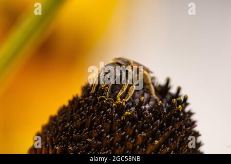 Ligated Furrow Bee auf Coneflower Stockfoto