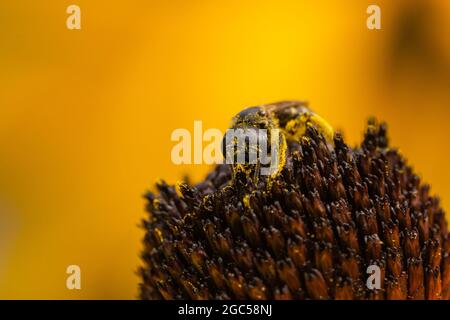 Ligated Furrow Bee auf Coneflower Stockfoto