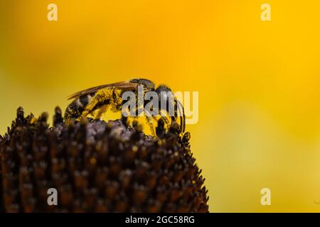 Ligated Furrow Bee auf Coneflower Stockfoto