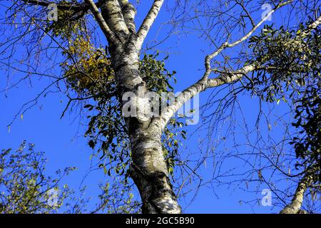 Weiße Berriedmistel (Viscum-Album) auf einer Birke (Betula) noch ohne Blätter im Frühjahr, Oberbayern, Bayern, Deutschland, Europa Stockfoto