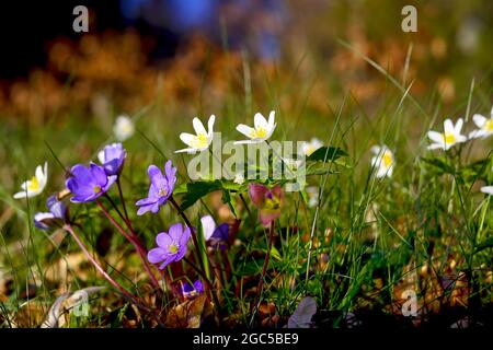 Frühlingserwachen: Blaue und weiße Blüten, blaues Leberkraut (Anemone hepatica) und weiße Holzanemone (Anemone nemorosa) nach Ende des Winters, Bayern Stockfoto