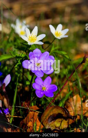 Frühlingserwachen: Blaue und weiße Blüten, blaues Leberkraut (Anemone hepatica) und weiße Holzanemone (Anemone nemorosa) nach Ende des Winters, Bayern Stockfoto