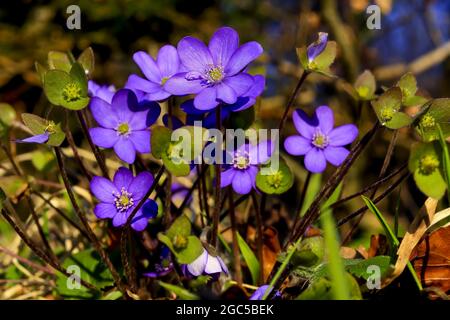 Frühlingserwachen: Blaue Blüten einer Gruppe von Leberblüten (Anemone hepatica) auf einer Wiese am Waldrand nach dem Winterende, Bayern, Germa Stockfoto