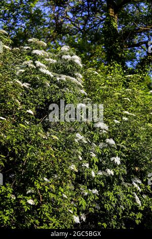 Holunderbusch: Dutzende von weißen Blüten der Holunderbeere (Sambucus) im späten Frühjahr Stockfoto