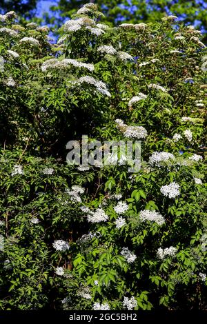 Holunderbusch: Dutzende von weißen Blüten der Holunderbeere (Sambucus) im späten Frühjahr Stockfoto