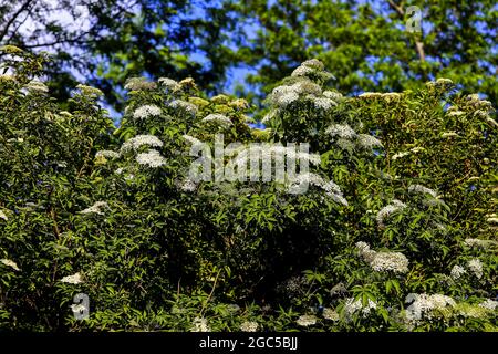 Holunderbusch: Dutzende von weißen Blüten der Holunderbeere (Sambucus) im späten Frühjahr Stockfoto