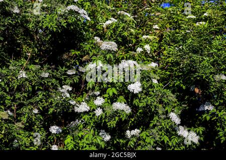 Holunderbusch: Dutzende von weißen Blüten der Holunderbeere (Sambucus) im späten Frühjahr Stockfoto