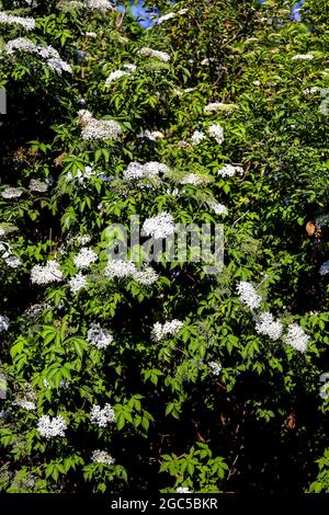 Holunderbusch: Dutzende von weißen Blüten der Holunderbeere (Sambucus) im späten Frühjahr Stockfoto