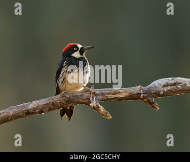 Erwachsene männliche Acorn Woodpecker (Melanerpes formicivorus) Sacramento County California USA Stockfoto