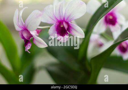 Orchideenpflanzen blühen in weiß und lila, können als Kulissen und andere Illustrationen verwendet werden. Diese Orchidee ist ein Dendrobium (epiphytische Orchideen) Stockfoto