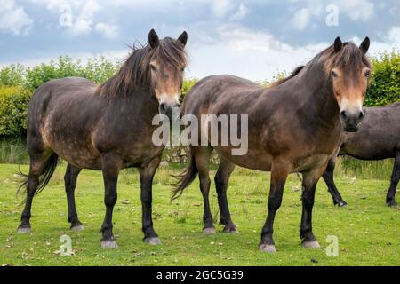 Das Exmoor Pony ist eine Rasse, die auf den Britischen Inseln beheimatet ist. Sie durchstreifen das Moorland von Exmoor in Devon und Somerset, Südwestengland, als Semi-Fer Stockfoto