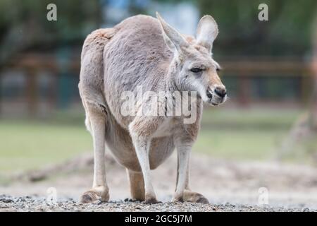Rotes weibliches Känguru mit einer vollen Tasche, die allein in einem Känguruhreservat steht Stockfoto